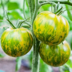 Plant Tomate Green Zebra – 3,00€/pièce