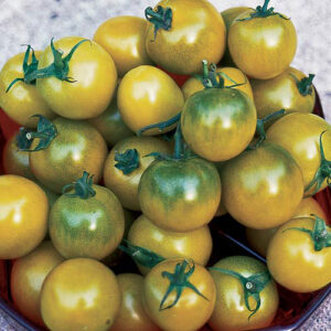 Plant Tomate cerise Verde claro – 3,00€/pièce