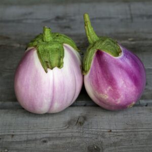 Plant Aubergine Rotonda bianca – 3,50€/pièce