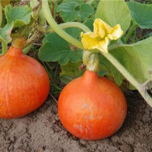Plant Courge Potimarron red curry – 2,50€/pièce