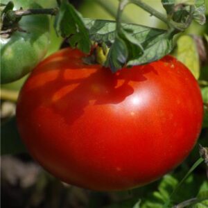 Plant Tomate Merveille des marches – 3,00€/pièce
