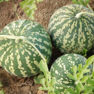 Plant Pasteque Crimson sweet – 2,50€/pièce