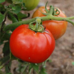 Plant Tomate Saint-Pierre – 3,00€/pièce