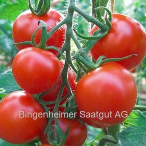 Plant Tomate cerise Ruthje – 3,00€/pièce