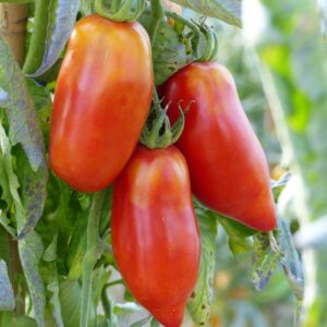 Plant Tomate Cornue des Andes – 3,00€/pièce