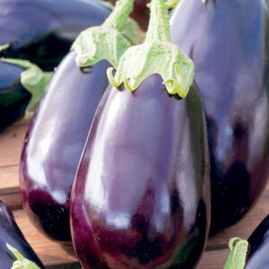 Plant Aubergine Black beauty – 3,50€/pièce