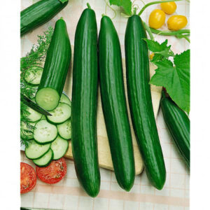 Plant Concombre Telegraph – 2,50€/pièce