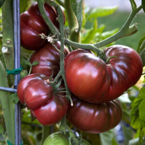 Plant Tomate Noire de Crimee – 3,00€/pièce