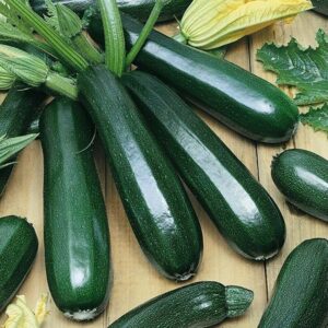Plant Courgette Verte des maraichers – 2,50€/pièce