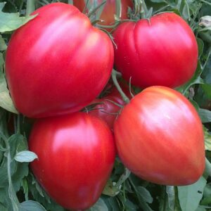 Plant Tomate Coeur de boeuf rouge – 3,00€/pièce