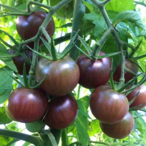 Plant Tomate cerise Black cherry – 3,00€/pièce