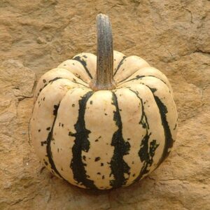 Plant Courge Patidou – 2,50€/pièce
