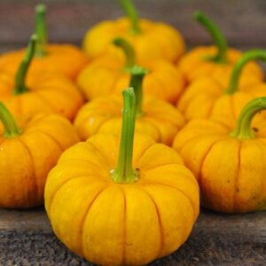 Plant Courge Jack be little – 2,50€/pièce