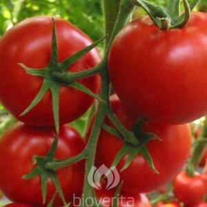 Plant Tomate Pilu – 3,00€/pièce