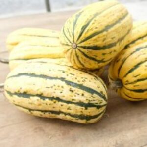 Plant Courge Bush delicata – 2,50€/pièce