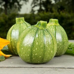 Plant Courgette Ola redonda – 2,50€/pièce