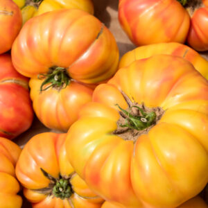 Plant Tomate Ananas – 3,00€/pièce