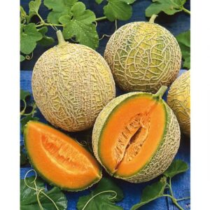 Plant Melon Zucherino – 2,50€/pièce