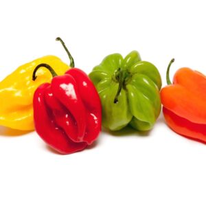 Plant Piment Habanero – 3,50€/pièce