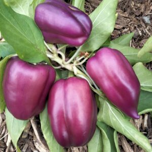 Plant Poivron Oda – 3,50€/pièce