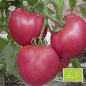 Plant Tomate Red zebra – 3,00€/pièce