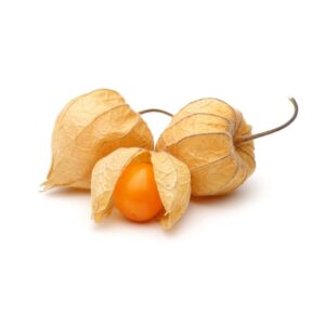 Plant Physalis Coqueret du Perou – 2,50€/pièce