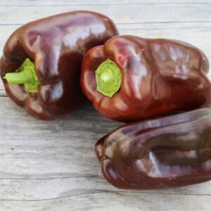 Plant Poivron Choco – 3,50€/pièce