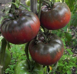 Plant Tomate Russe noire – 3,00€/pièce