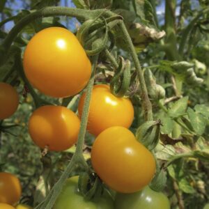 Plant Tomate cerise Cocktail jaune – 3,00€/pièce