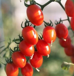 Plant Tomate cerise Datte – 3,00€/pièce