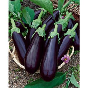 Plant Aubergine Alexandra – 3,50€/pièce