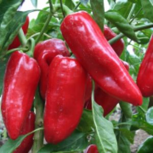 Plant Poivron Doux dEspagne – 3,50€/pièce