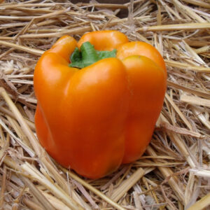 Plant Poivron Orange sun – 3,50€/pièce