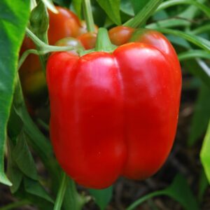 Plant Poivron Jumbo – 3,50€/pièce