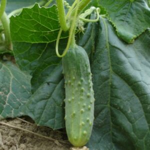 Plant Cornichon Petit vert de Paris – 2,50€/pièce