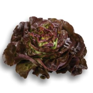 Laitue pommée rouge – 2,00€/pièce