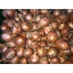 Échalote - 8,00€/kg