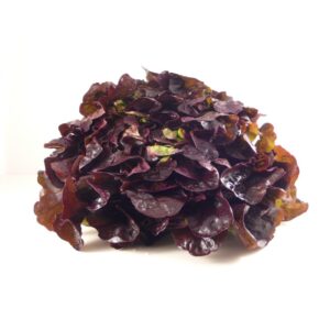 Laitue feuille de chêne rouge – 2,50€/pièce