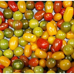 Tomate cerise mixte 12€/kg