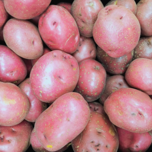 Pomme de terre Alouette (Nouvelle récolte) - 3,50€/kg