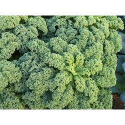 Choux kale - 1,80€/la botte