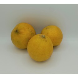 Citron Bergamote - 6€/kg